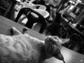 bangkok-1006