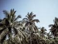 kohchang-1016