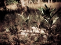 kohchang-1017
